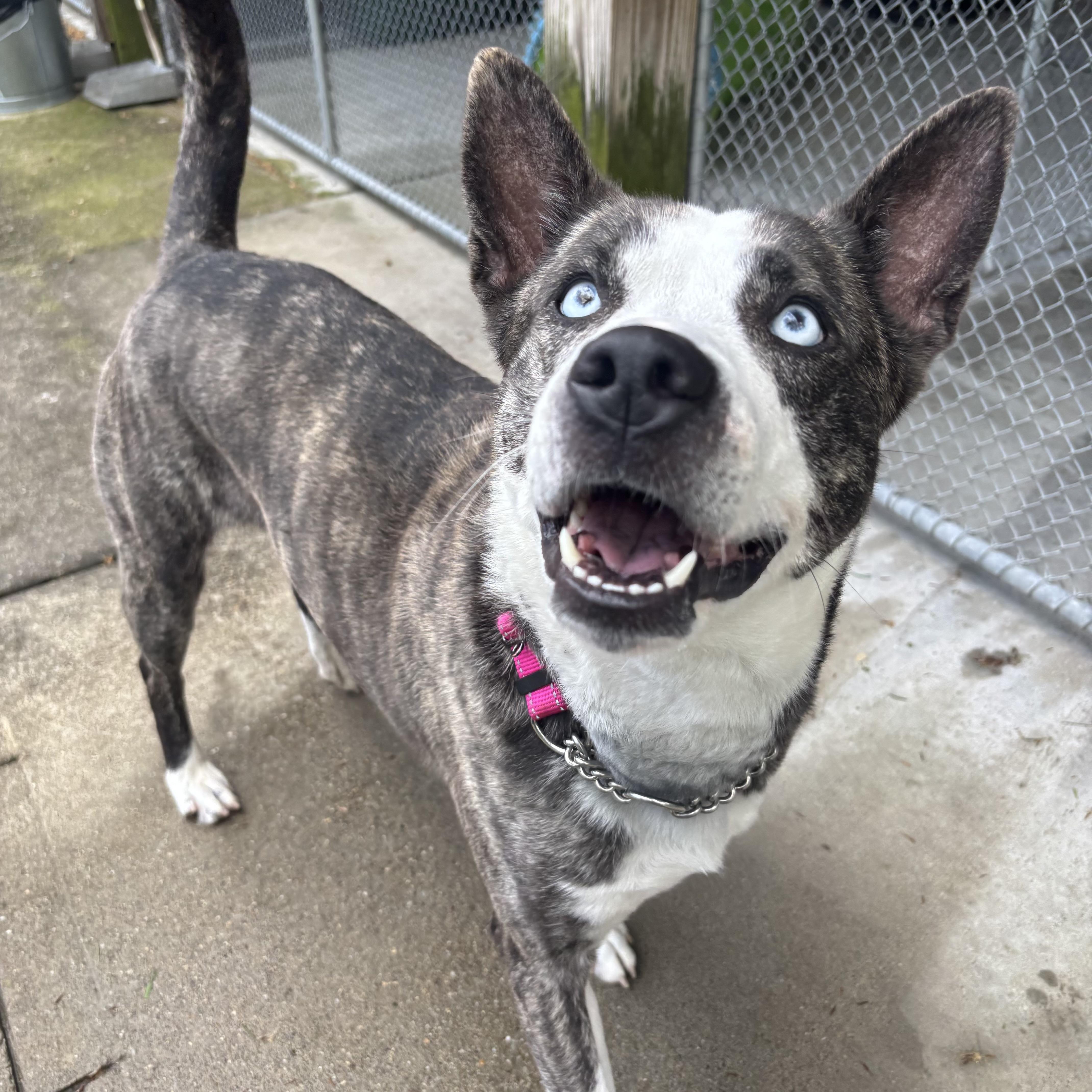 An adult large-sized female Brindle Cattle Dog dog named Royal for adoption in Waynesburg, PA