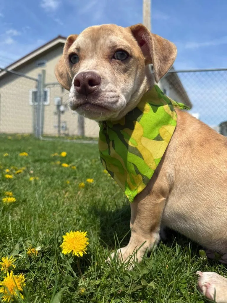 A baby small-sized male Chihuahua dog named Freckles for adoption in Rensselaer, IN