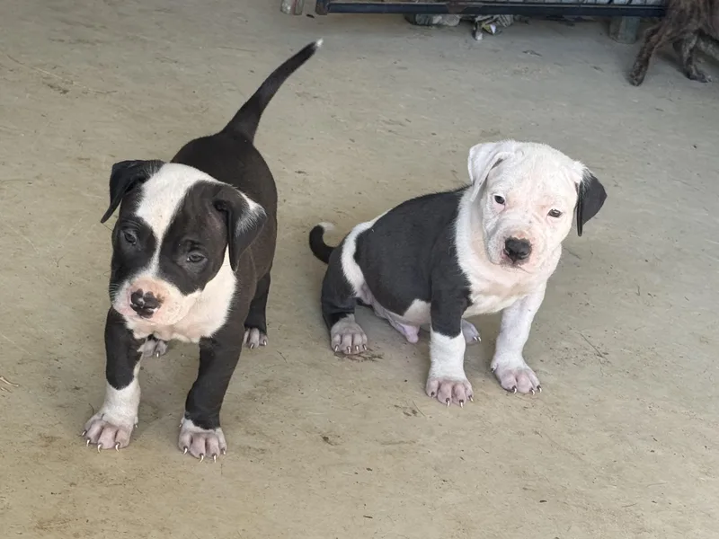 A baby large-sized female White / Cream American Staffordshire Terrier dog named Lovebird for adoption in Evergreen, CO