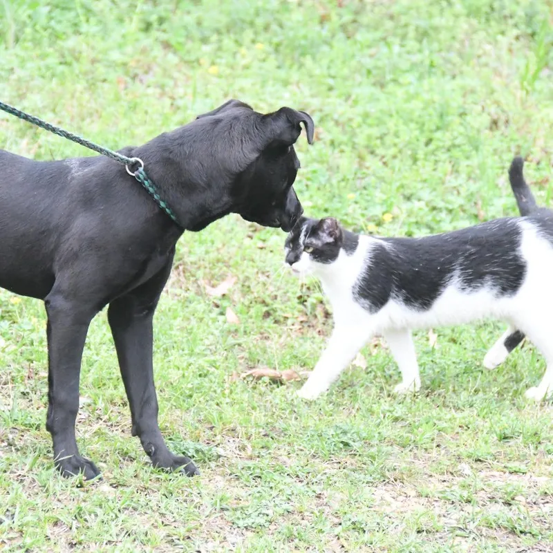 A young medium-sized female Black Labrador Retriever dog named Angel Leena for adoption in Natchez, MS