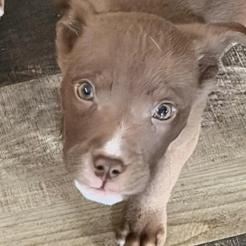 A baby medium-sized male Brown / Chocolate Pit Bull Terrier dog named Baymax for adoption in Wilmington, IL