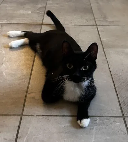 An adult small-sized female Domestic Short Hair cat named Sundae for adoption in Phoenix, AZ