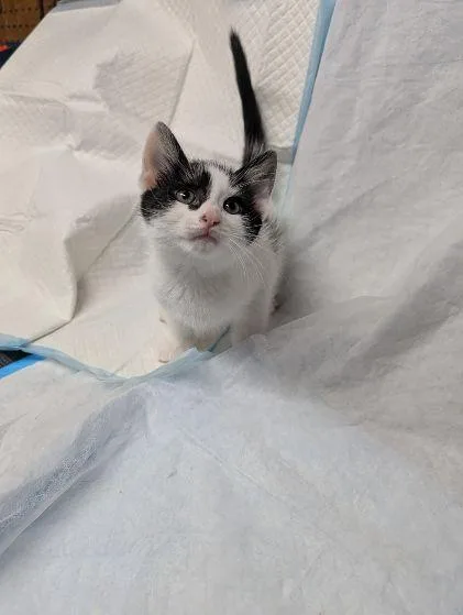 A baby medium-sized female Black & White / Tuxedo Domestic Short Hair cat named Sophie for adoption in Middletown, CT