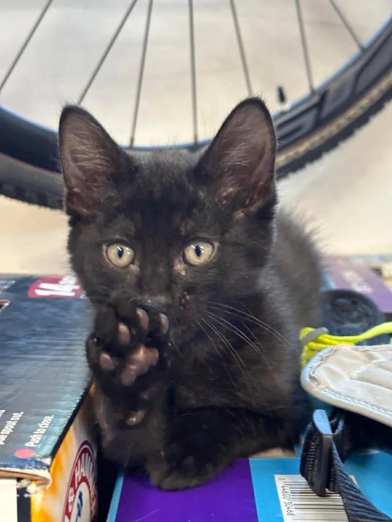 A baby small-sized male Domestic Short Hair cat named Oscar for adoption in La Verkin, UT
