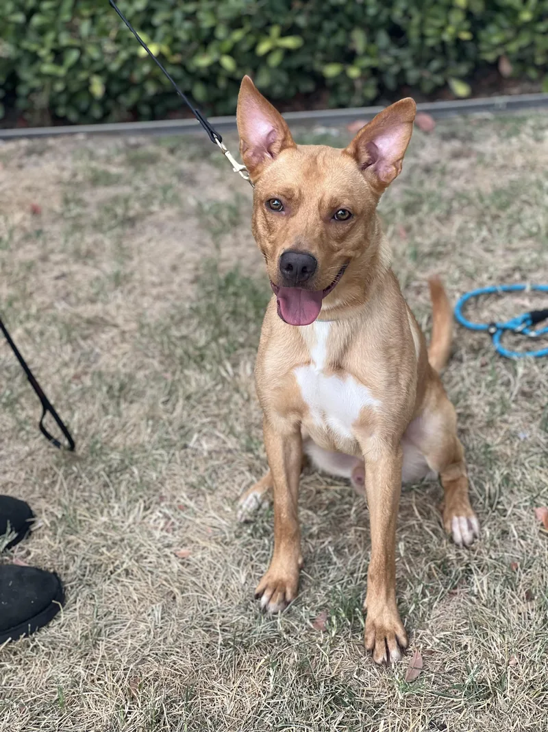 Linus Petite And Affectionate thumbnail 2