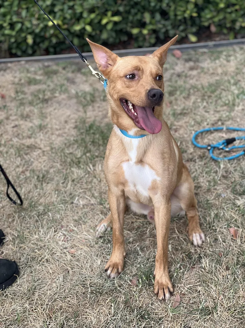 Linus Petite And Affectionate thumbnail 4