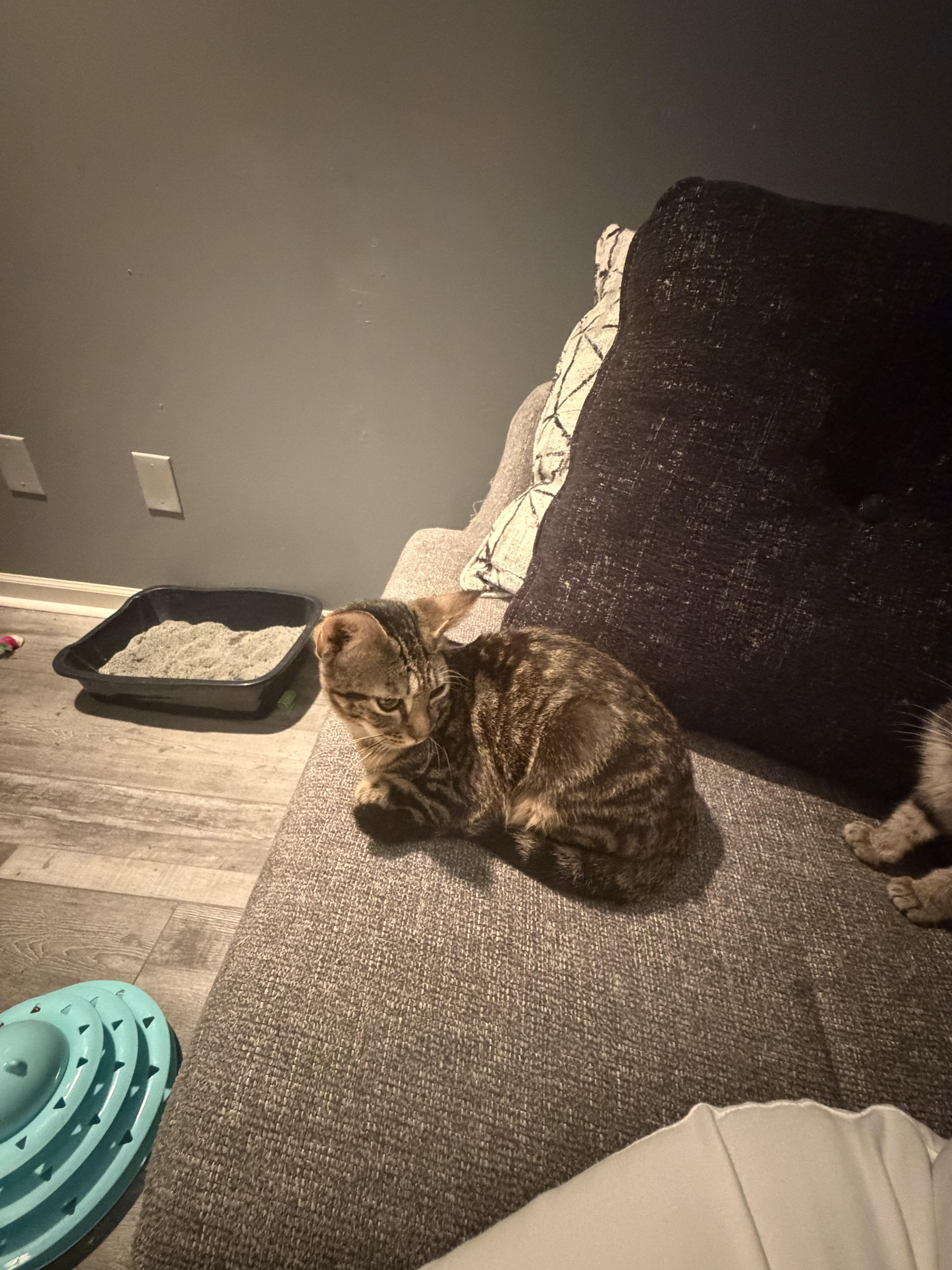 A baby small-sized male Domestic Short Hair cat named Monte for adoption in Bethel Park, PA