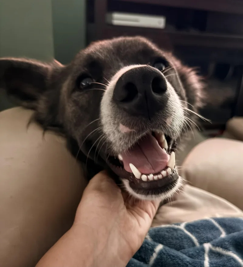 A young medium-sized female Black Border Collie dog named Jewel Momma Sparkly  for adoption in Andover, MA
