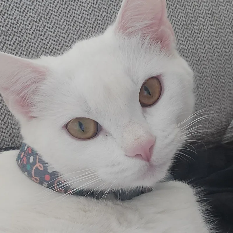 Snowie