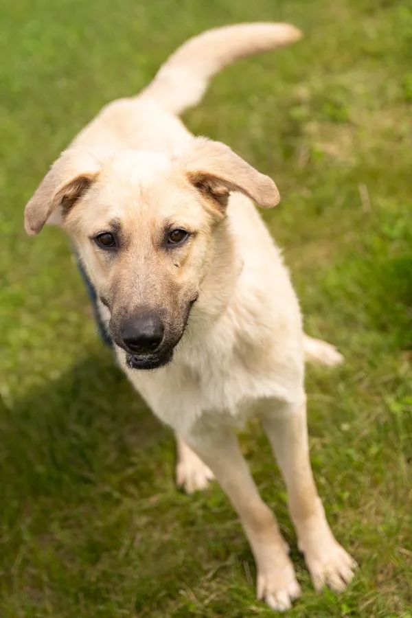 A young large-sized male Anatolian Shepherd dog named Rex for adoption in Stratham, NH