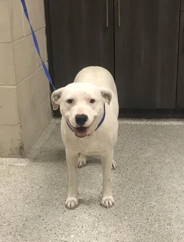 A young medium-sized female Pit Bull Terrier dog named Matcha for adoption in Conroe, TX
