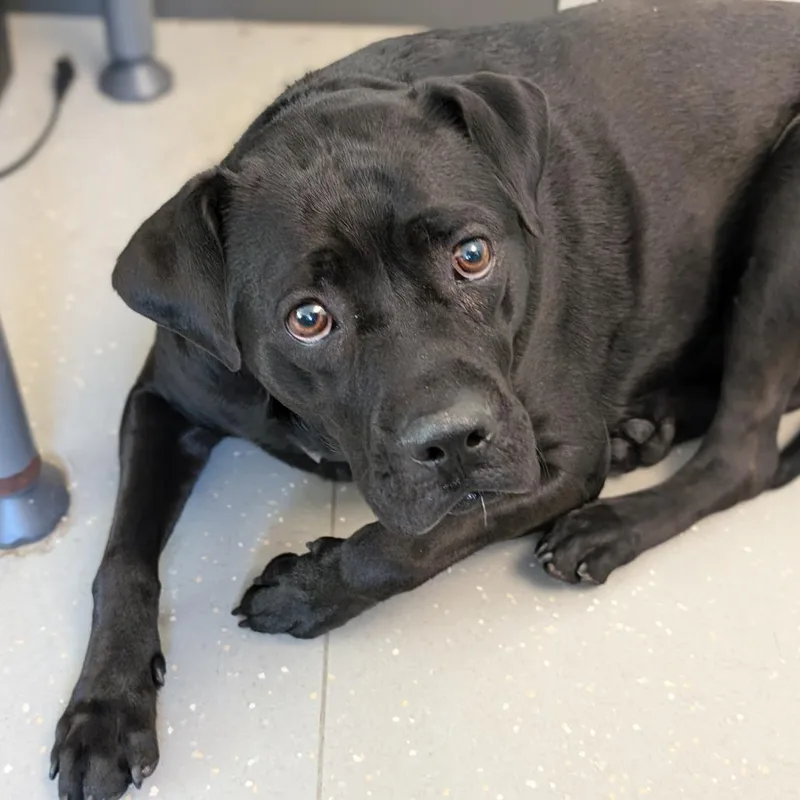An adult large-sized female Black Labrador Retriever dog named Sailor Mercury for adoption in New York, NY