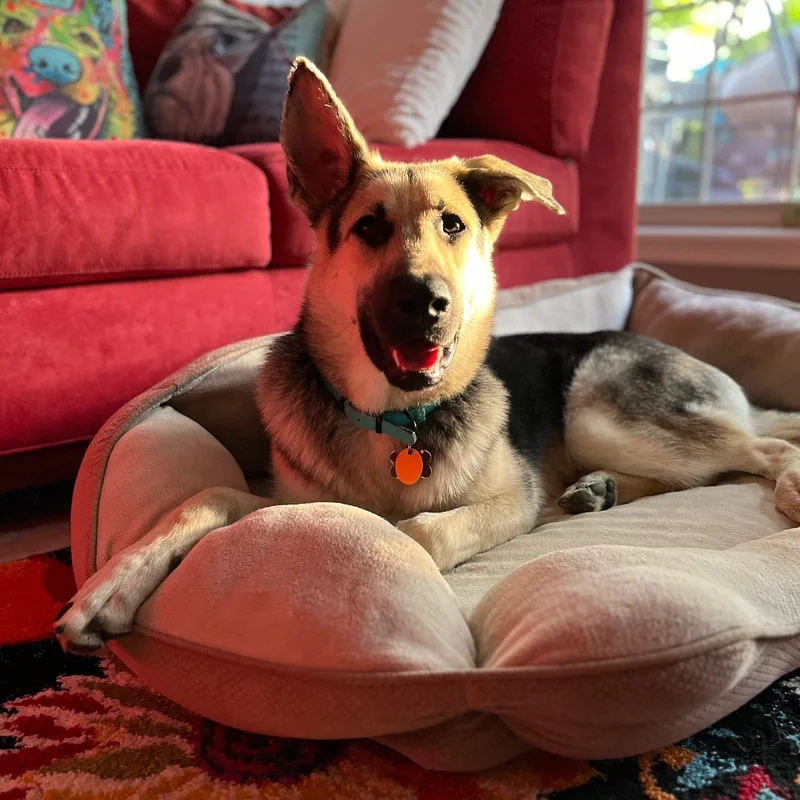An adult large-sized male German Shepherd Dog dog named Marvin Gaye for adoption in Floyds Knobs, IN