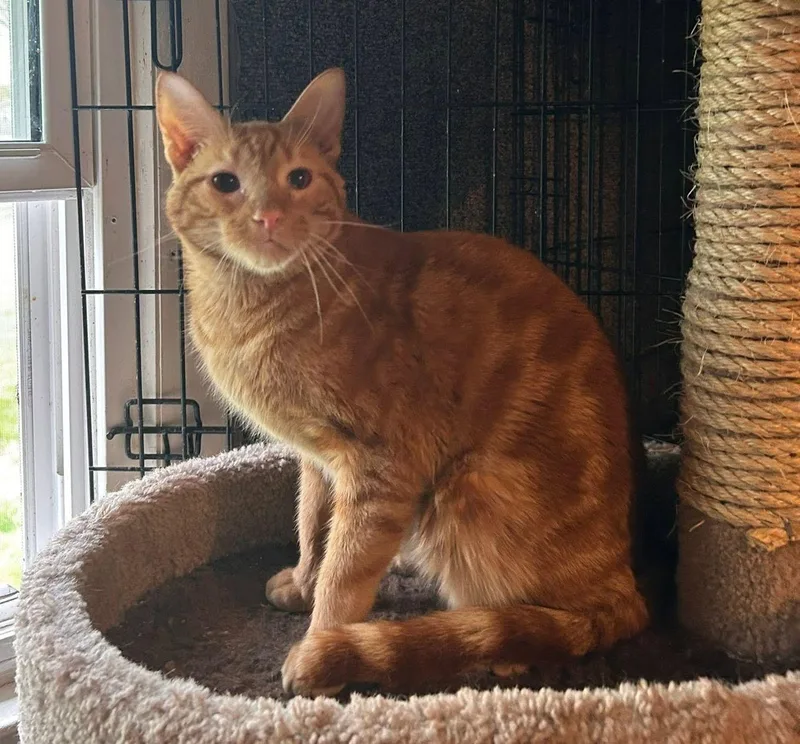 A young medium-sized female Domestic Short Hair cat named Ricky & Lucy for adoption in East Hartford , CT