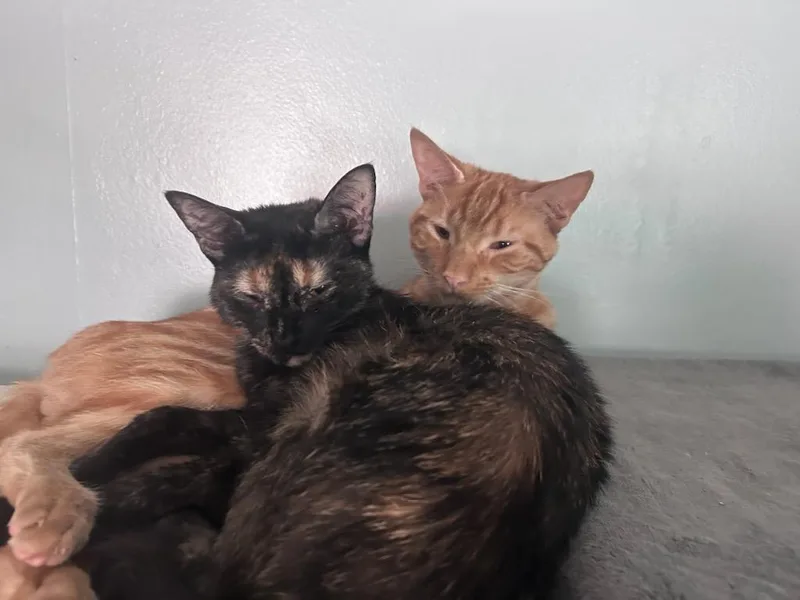 Ricky & Lucy thumbnail 3