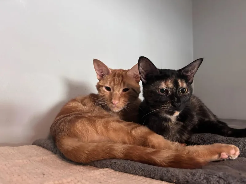Ricky & Lucy thumbnail 6