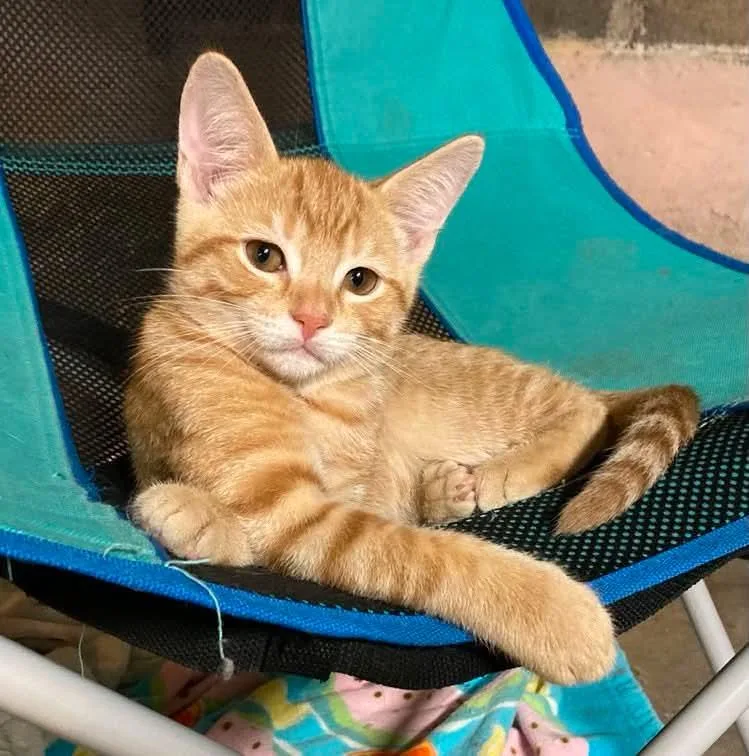 A baby medium-sized male Domestic Short Hair cat named Simba for adoption in West Lafayette, IN