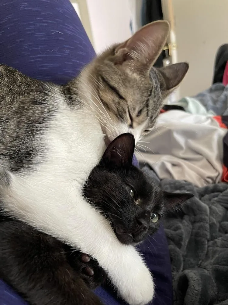 A baby small-sized male Black & White / Tuxedo Domestic Short Hair cat named Biscuit for adoption in Chicago, IL