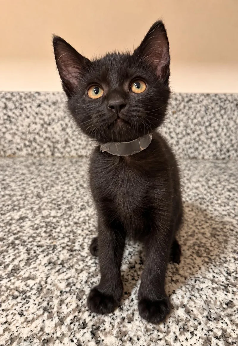 A baby medium-sized female Black Domestic Short Hair cat named Kiki for adoption in Los Angeles, CA