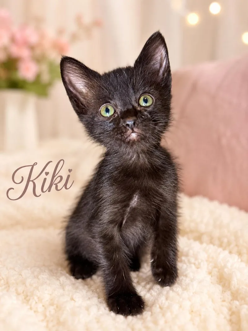 Kiki thumbnail 4
