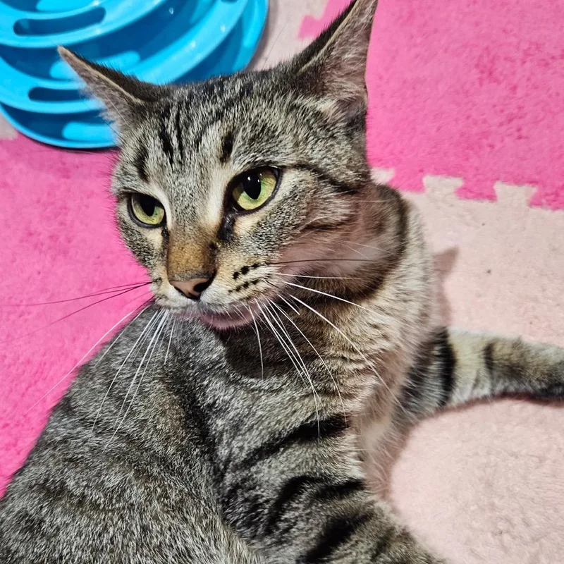 A young small-sized female Domestic Short Hair cat named Donna for adoption in Terre Haute, IN