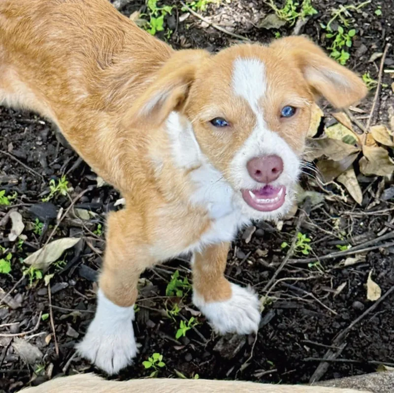 A baby small-sized male Golden Dachshund dog named Charles for adoption in Longview, TX
