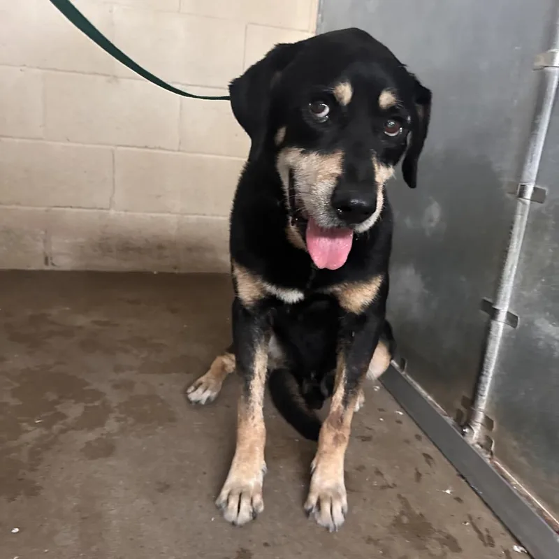 An adult medium-sized male Black Shepherd dog named Mitch for adoption in Edinburg, TX