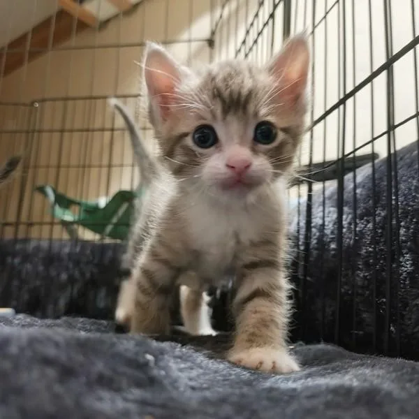 A baby small-sized male Domestic Short Hair cat named Finch for adoption in San Diego, CA