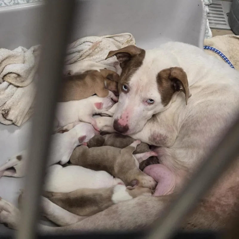 A baby medium-sized male White / Cream Pit Bull Terrier dog named Jackson for adoption in Austin, TX