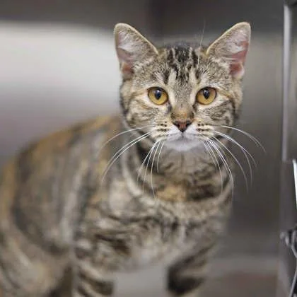A young small-sized female Gray / Blue / Silver Domestic Short Hair cat named LoLo for adoption in Atlanta, GA