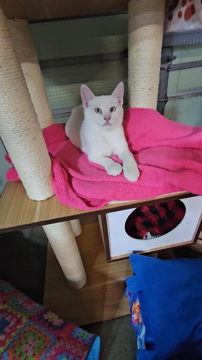 A baby medium-sized male Cream Point Siamese cat named Ringo for adoption in Pinedale, WY