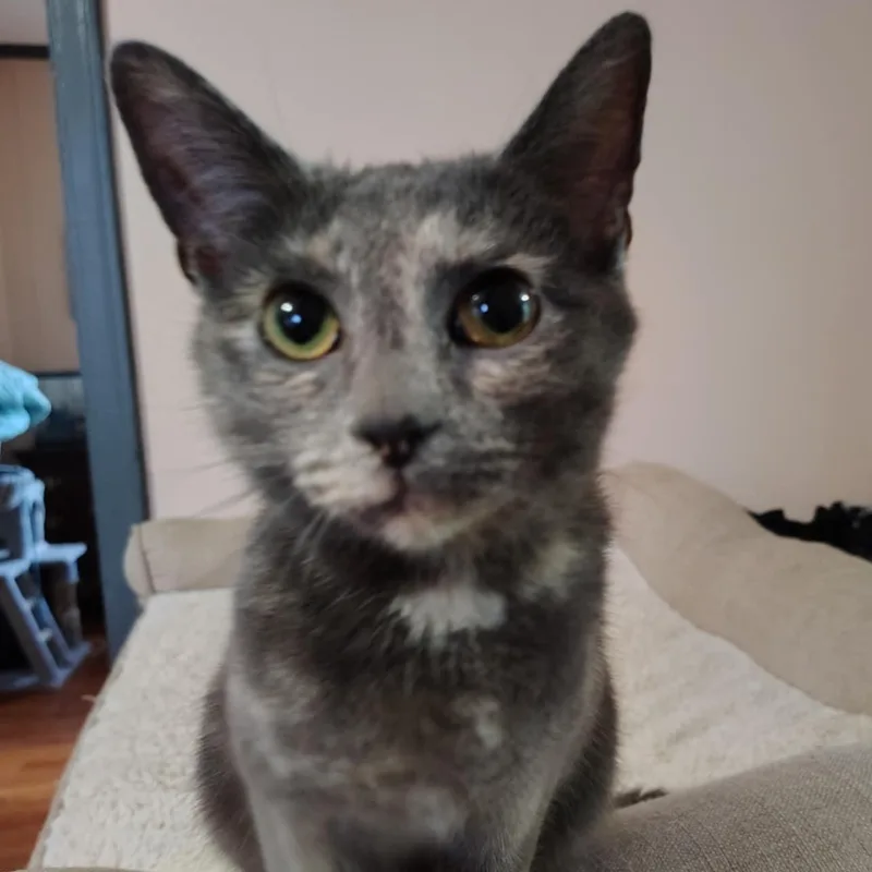 A young small-sized female Dilute Calico Domestic Short Hair cat named Ariel for adoption in LITTLE MOUNTAIN, SC