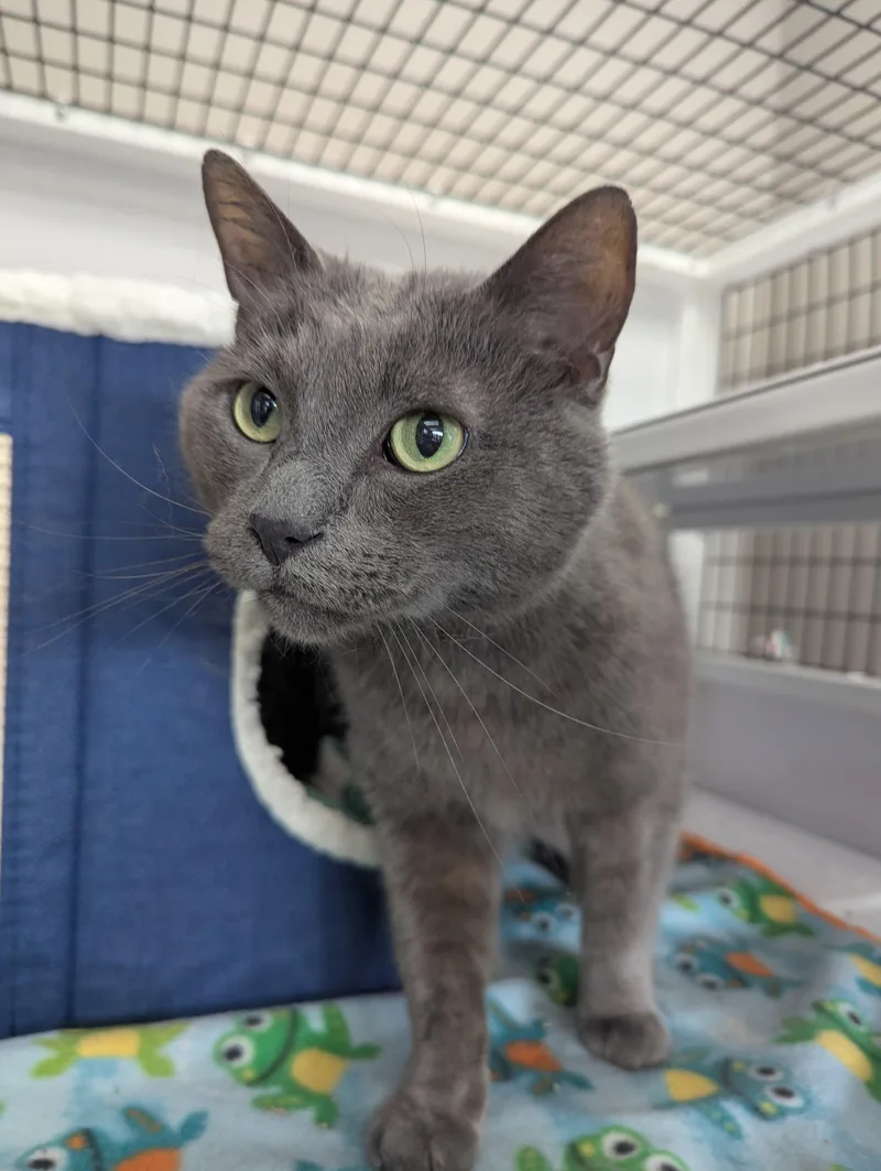 An adult medium-sized male Domestic Short Hair cat named Blue for adoption in Oconto, WI