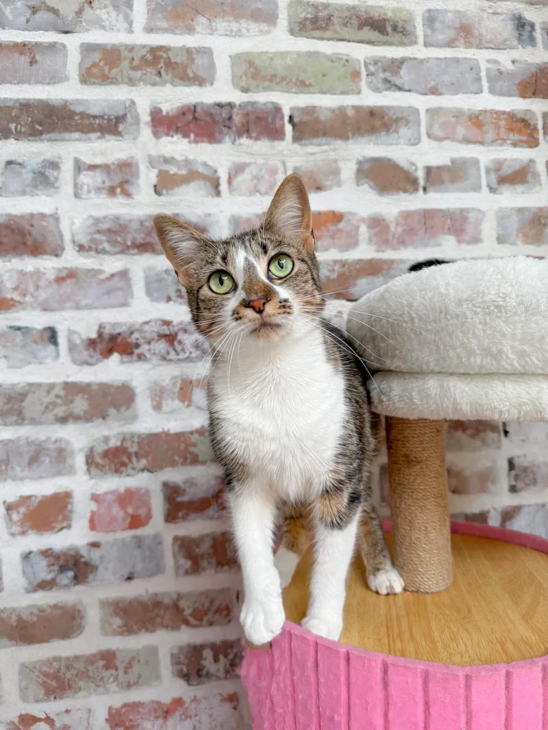 An adult medium-sized female Domestic Short Hair cat named Crumble for adoption in New Orleans, LA
