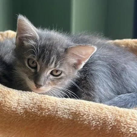 A baby small-sized female Gray / Blue / Silver Domestic Short Hair cat named Sasha for adoption in Houston, TX