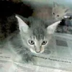 Sasha thumbnail 2