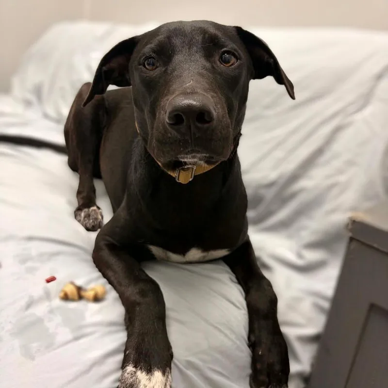 A young medium-sized male American Staffordshire Terrier dog named Brenden for adoption in Monticello, IA