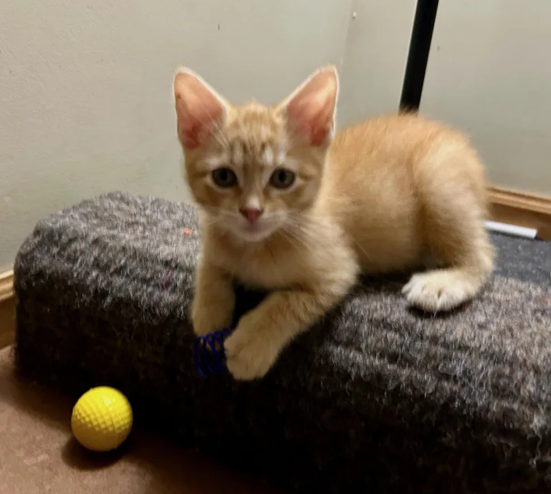 A baby medium-sized male Tabby (Orange / Red) Domestic Short Hair cat named Jimmy for adoption in Farmington, MN