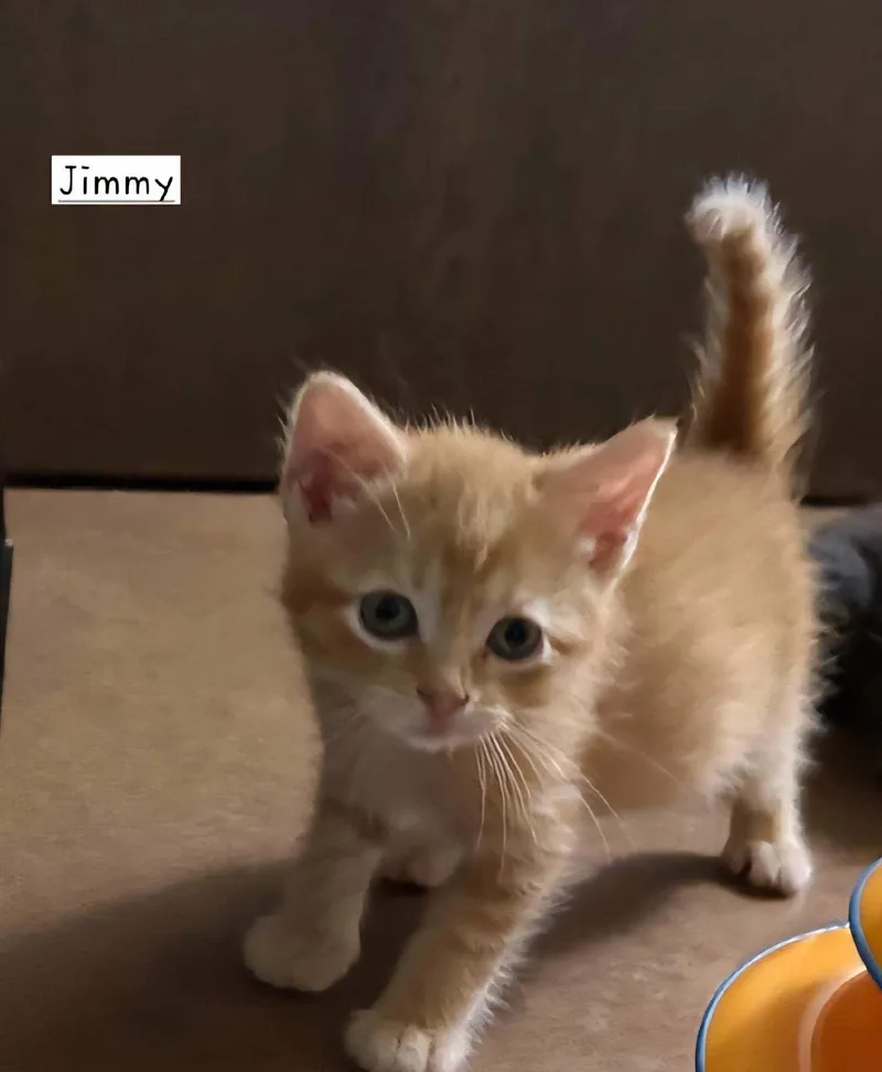Jimmy thumbnail 2