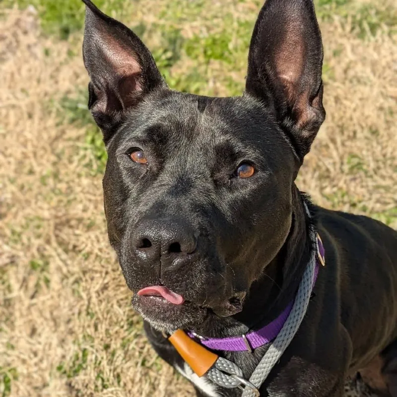 An adult large-sized female Black Mixed Breed dog named Chappell Bones for adoption in Saint Charles, MO
