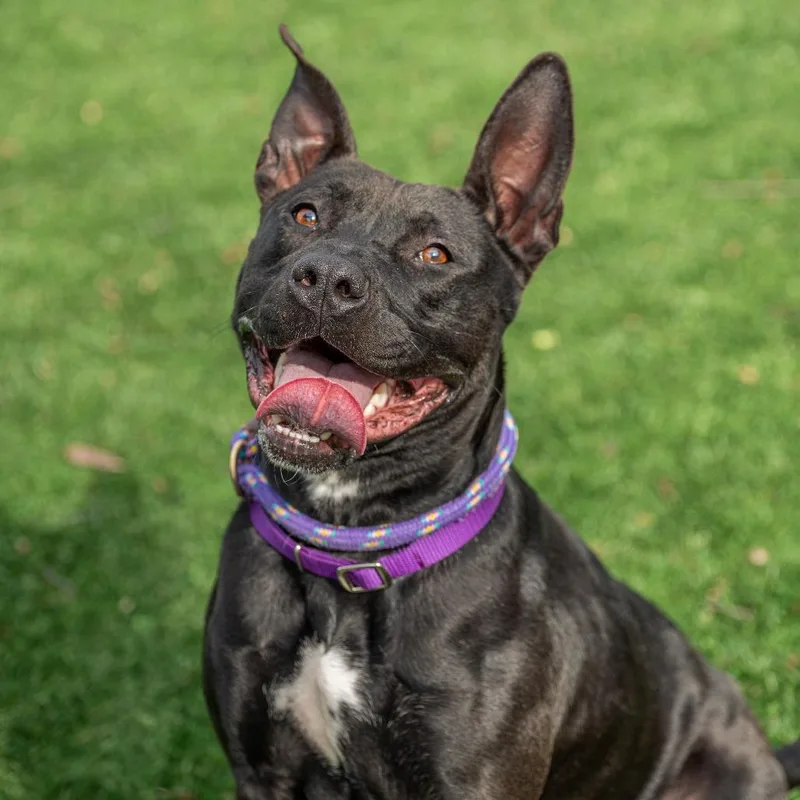 Chappell Bones thumbnail 2