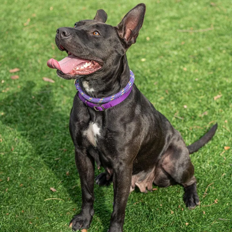 Chappell Bones thumbnail 3