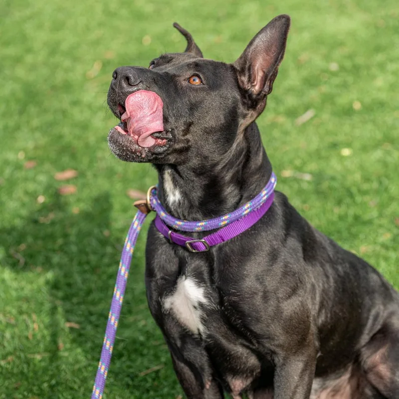 Chappell Bones thumbnail 4