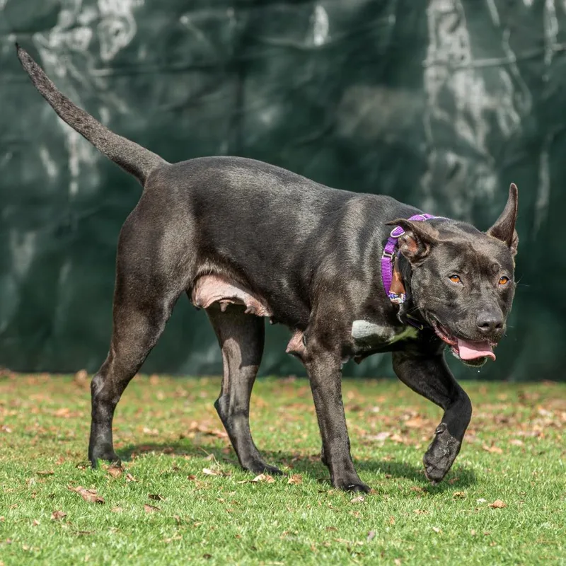 Chappell Bones thumbnail 5