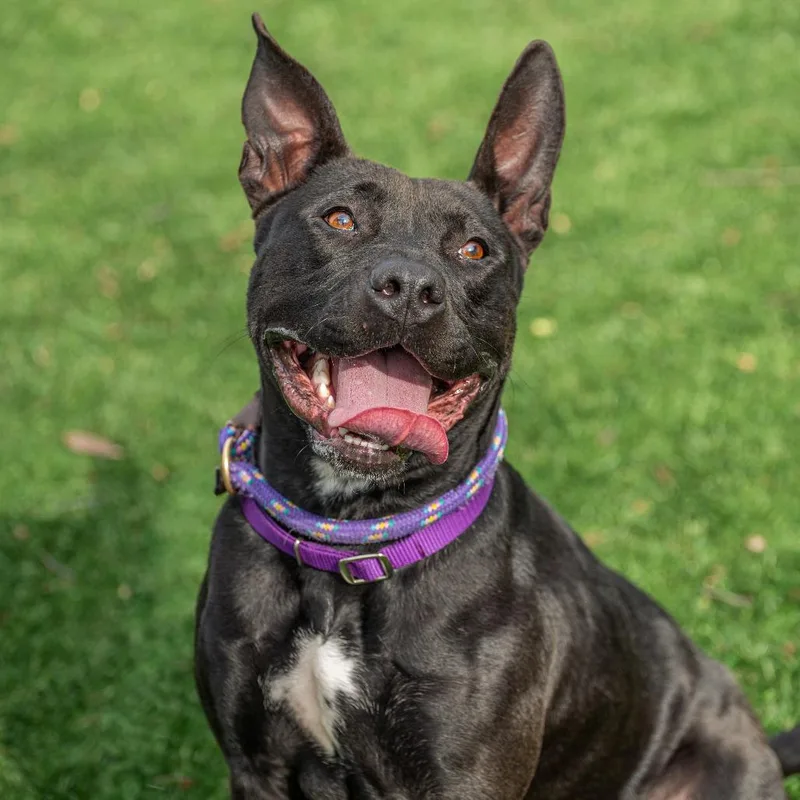 Chappell Bones thumbnail 6