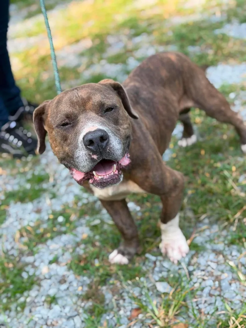 An adult large-sized male American Bulldog dog named Bobby for adoption in Elizabethtown, NC