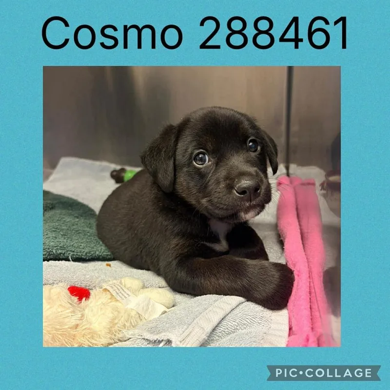 Cosmo thumbnail 3