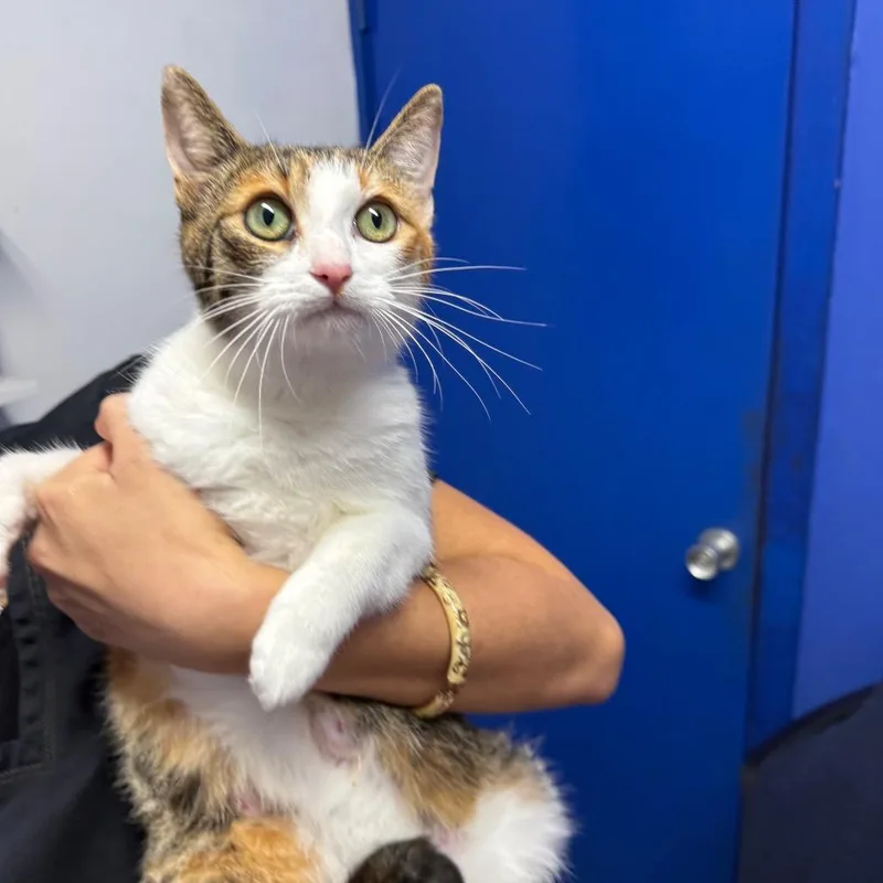 A young small-sized female Calico Domestic Short Hair cat named Suki for adoption in Wahiawa, HI
