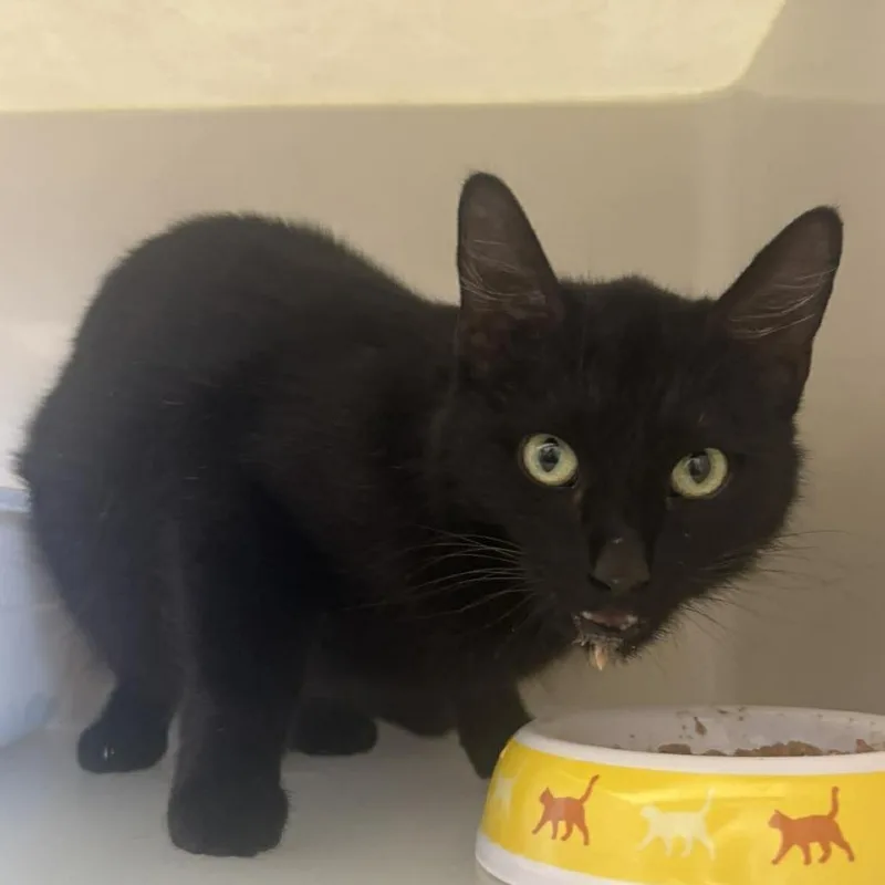 An adult medium-sized female Black Domestic Medium Hair cat named Joy for adoption in Rocky Mount, VA