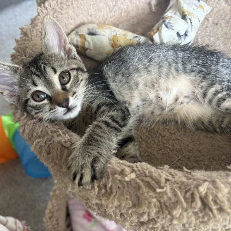 A baby small-sized male Brown / Chocolate Domestic Short Hair cat named Billy the Kit for adoption in Starkville, MS
